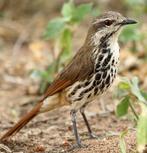 Pop gevlekte palmlijster geringd 2025, Dieren en Toebehoren, Vrouwelijk, Geringd