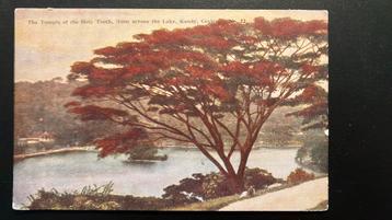 Ceylon Sri lanka Kandy  scheepskaart SMN a/b s.s. beschikbaar voor biedingen
