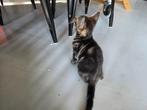Kitten, Dieren en Toebehoren, Katten en Kittens | Overige Katten, Meerdere dieren, Kortharig, 0 tot 2 jaar