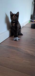 Kitten poesje, Dieren en Toebehoren, Katten en Kittens | Overige Katten, Poes, Kortharig, 0 tot 2 jaar