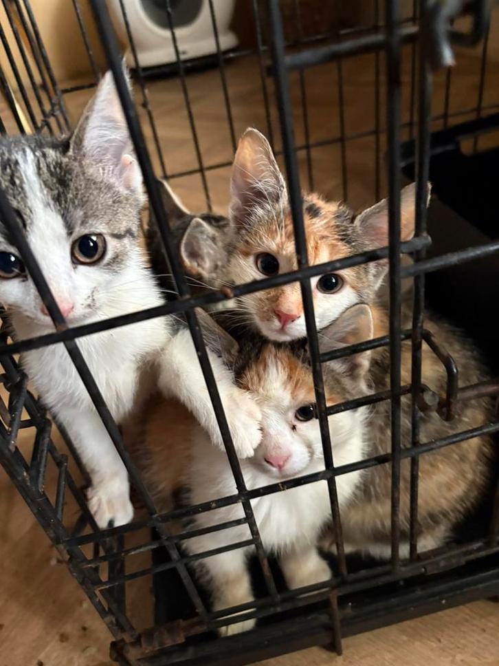 Laatste 2 x brits korthaar kitten mogen gelijk mee, Dieren en Toebehoren, Katten en Kittens | Overige Katten, Meerdere dieren