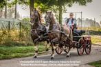 2-Span (Manno’s) Tuigpaarden te koop aangeboden., Dieren en Toebehoren, Paarden, Merrie, 11 jaar of ouder, Gechipt, 160 tot 165 cm