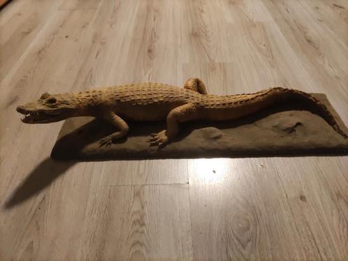 Taxidermie Kaaiman, redelijke staat., Verzamelen, Dierenverzamelingen, Gebruikt, Opgezet dier, Reptiel of Amfibie, Ophalen