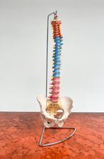 Anatomisch model van wervelkolom uit Italië, Ophalen of Verzenden