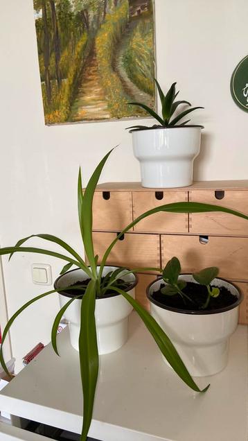 3 mooie kamerplanten in geëmailleerde potten. 1 koop beschikbaar voor biedingen