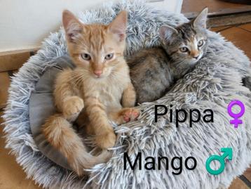 Kittens :-) beschikbaar voor biedingen