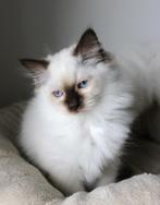 Ragdoll kittens met Stamboom, Meerdere dieren, Gechipt