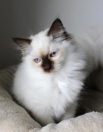 Ragdoll kittens met Stamboom beschikbaar voor biedingen