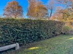 Volwassen Groene Beukenhaag van 50 jaar oud., Tuin en Terras, Planten | Struiken en Hagen, Ophalen, Beukenhaag, Haag, 250 cm of meer