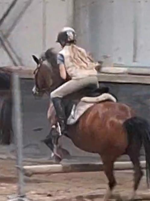 Verzorg/ lease pony gezocht omgeving Best/Eindhoven, Dieren en Toebehoren, Paarden en Pony's | Verzorgingsproducten, Ophalen of Verzenden