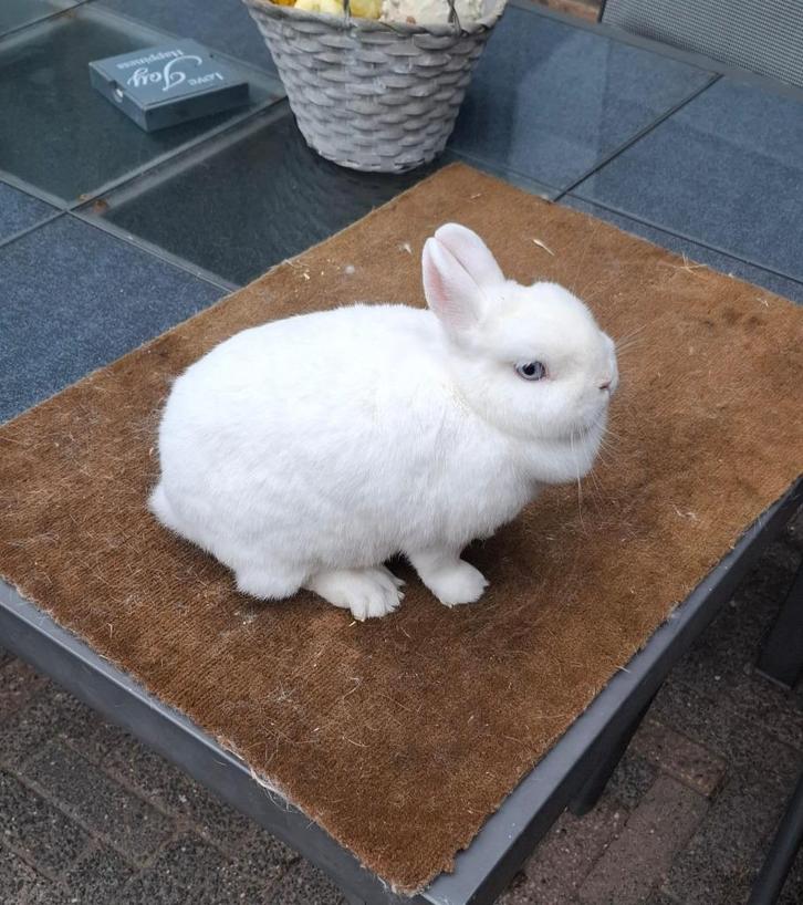 Rasechte Pool Blauwoog voedster (dwergkonijn), Dieren en Toebehoren, Konijnen, Dwerg, Vrouwelijk, 0 tot 2 jaar
