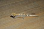 Correlophus ciliatus (wimper gekko), Dieren en Toebehoren, Hagedis, 0 tot 2 jaar