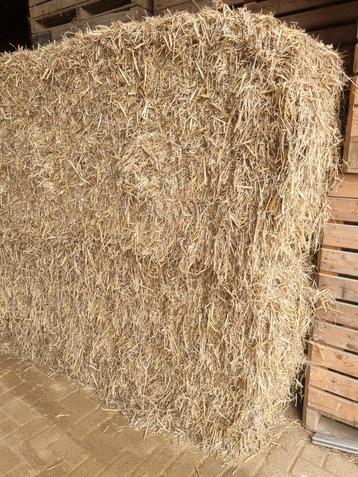 Tarwe stro beschikbaar voor biedingen