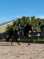 16 jarige KWPN merrie, Dieren en Toebehoren, Merrie, Met stamboom, Springpaard, 160 tot 165 cm