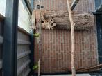 Valkparkieten, Dieren en Toebehoren, Meerdere dieren, Parkiet, Geringd