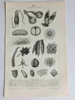 Antieke Gravure 1895 Eier Duitse prent Biologie, Antiek en Kunst, Ophalen of Verzenden