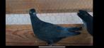 Hoogvliegers duiven, Dieren en Toebehoren, Vogels | Duiven, Meerdere dieren