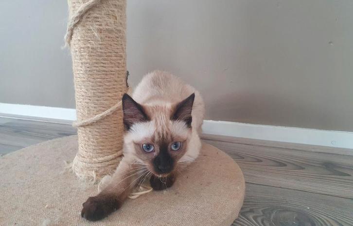 Siamees kitten katertje, Dieren en Toebehoren, Katten en Kittens | Raskatten | Korthaar, Kater, 0 tot 2 jaar, Ontwormd, Ingeënt