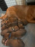 Rhodesian Ridgeback pups te koop ( reutjes), Dieren en Toebehoren, Rabiës (hondsdolheid), Overige rassen, 8 tot 15 weken, Meerdere