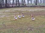 Ganzen, Dieren en Toebehoren, Pluimvee, Gans of Zwaan