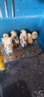 Te koop 6 kuikes Serama Ayam maleis 2 a3week, Dieren en Toebehoren, Pluimvee, Geslacht onbekend, Kip