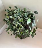 Grote pot inclusief plant, Huis en Inrichting, Kamerplanten, Ophalen