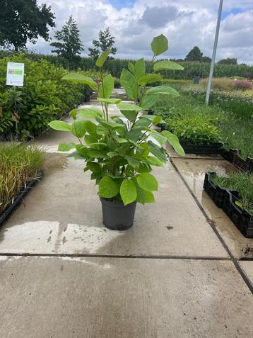 Magnolia Sielbodii beschikbaar voor biedingen