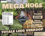 Totale leegverkoop - Palmen, yucca's, potten & meer!, Volle zon, Vaste plant, Zomer, Ophalen