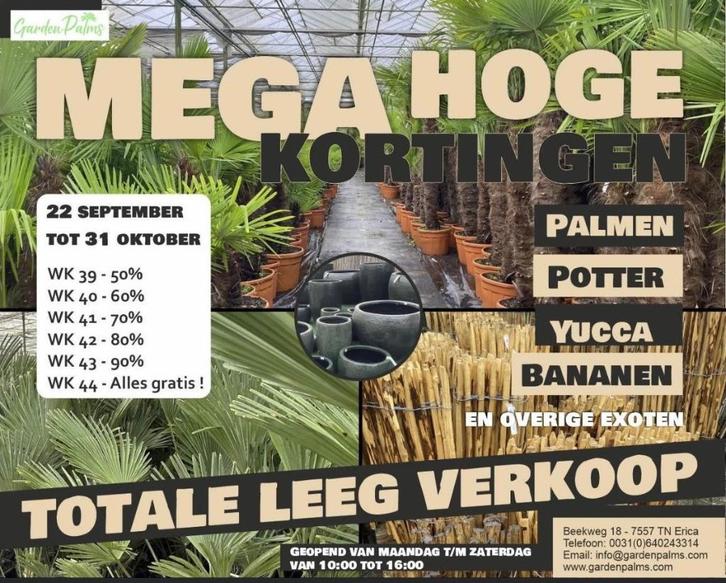 Totale leegverkoop - Palmen, yucca's, potten & meer!, Tuin en Terras, Planten | Tuinplanten, Vaste plant, Overige soorten, Volle zon