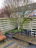 Altheastruik Hibiscus, Tuin en Terras, Planten | Bomen, Overige soorten, Minder dan 100 cm, Zomer, Ophalen