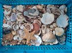 Partij schelpen, Verzamelen, Mineralen en Fossielen, Ophalen of Verzenden, Schelp(en)