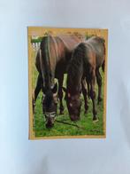 kaart paard veulen dier, Ophalen, 1980 tot heden, Ongelopen, Paard
