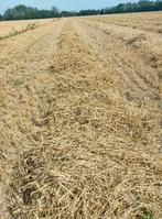 Kleine balen stro, Ophalen, Vee