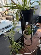 2x plant + 2x pot + standaard dubbele houder, Huis en Inrichting, Kamerplanten, Ophalen, Halfschaduw, Minder dan 100 cm