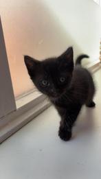 Leuke kitten, Meerdere dieren, Ontwormd, 0 tot 2 jaar