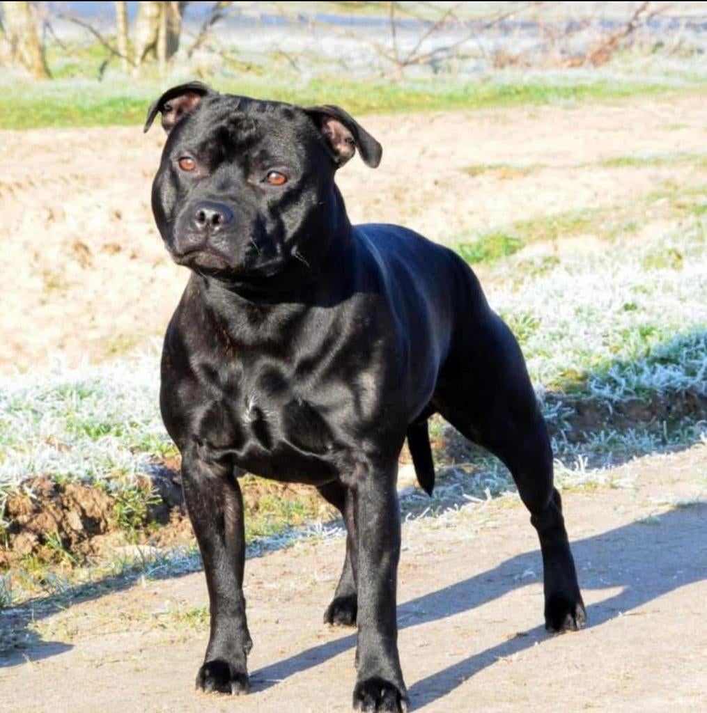 Ter dekking dekreu staffordshire bull terrier engelse staff, Parvo, Eén hond, 3 tot 5 jaar, Nederland