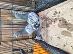 2 kweek duivinnen ( Gratis ), Dieren en Toebehoren, Vogels | Duiven, Meerdere dieren, Postduif