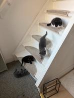 Kitten kittens, Dieren en Toebehoren, Katten en Kittens | Dekkaters, 0 tot 2 jaar
