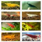 Diverse Neocaridina garnalen | Eigen nakweek, Dieren en Toebehoren, Vissen | Aquariumvissen, Zoetwatervis, Kreeft, Krab of Garnaal