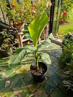 mooie bananenplant 1 mtr hoog, Tuin en Terras, Planten | Bomen, Ophalen, Volle zon, Overige soorten, Minder dan 100 cm