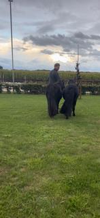 Super mooi span grote maat XL pony's, Dieren en Toebehoren, Pony's, Merrie, 3 tot 6 jaar