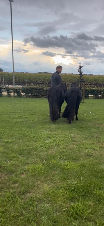 Super mooi span grote maat XL pony's beschikbaar voor biedingen
