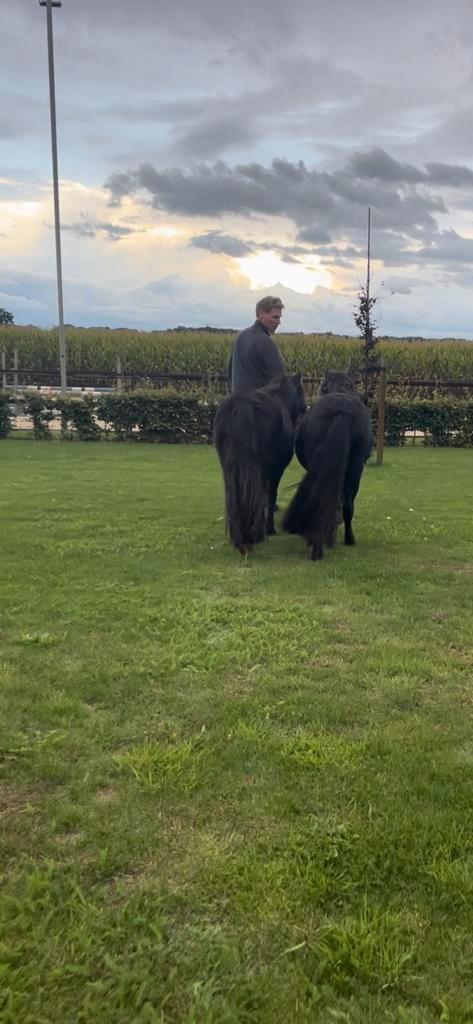 Super mooi span grote maat XL pony's, Dieren en Toebehoren, Pony's, Merrie, 3 tot 6 jaar