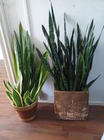 Verschillende Sanseveria stekjes te koop!, Ophalen, 100 tot 150 cm, Overige soorten, Halfschaduw