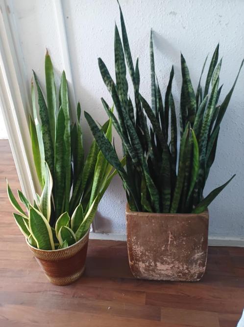Verschillende Sanseveria stekjes te koop!, Huis en Inrichting, Kamerplanten, Overige soorten, 100 tot 150 cm, Groene kamerplant