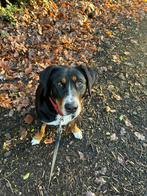 SALLY IS VERMIST, Dieren en Toebehoren, Particulier, CDV (hondenziekte), 1 tot 2 jaar, Buitenland