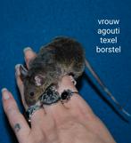 Kleurmuizen borstel brindle texel, Juni, Muis, Meerdere dieren, Tam