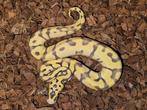 Super Enchi Pastel Desert Ghost man, Dieren en Toebehoren, Reptielen en Amfibieën, Slang, 0 tot 2 jaar