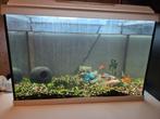 Aquarium, Dieren en Toebehoren, Vissen | Aquaria en Toebehoren, Ophalen, Zo goed als nieuw, Gevuld zoetwateraquarium