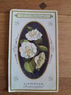 Oude J.C. Boldoot Prent - Camelia, Ophalen of Verzenden